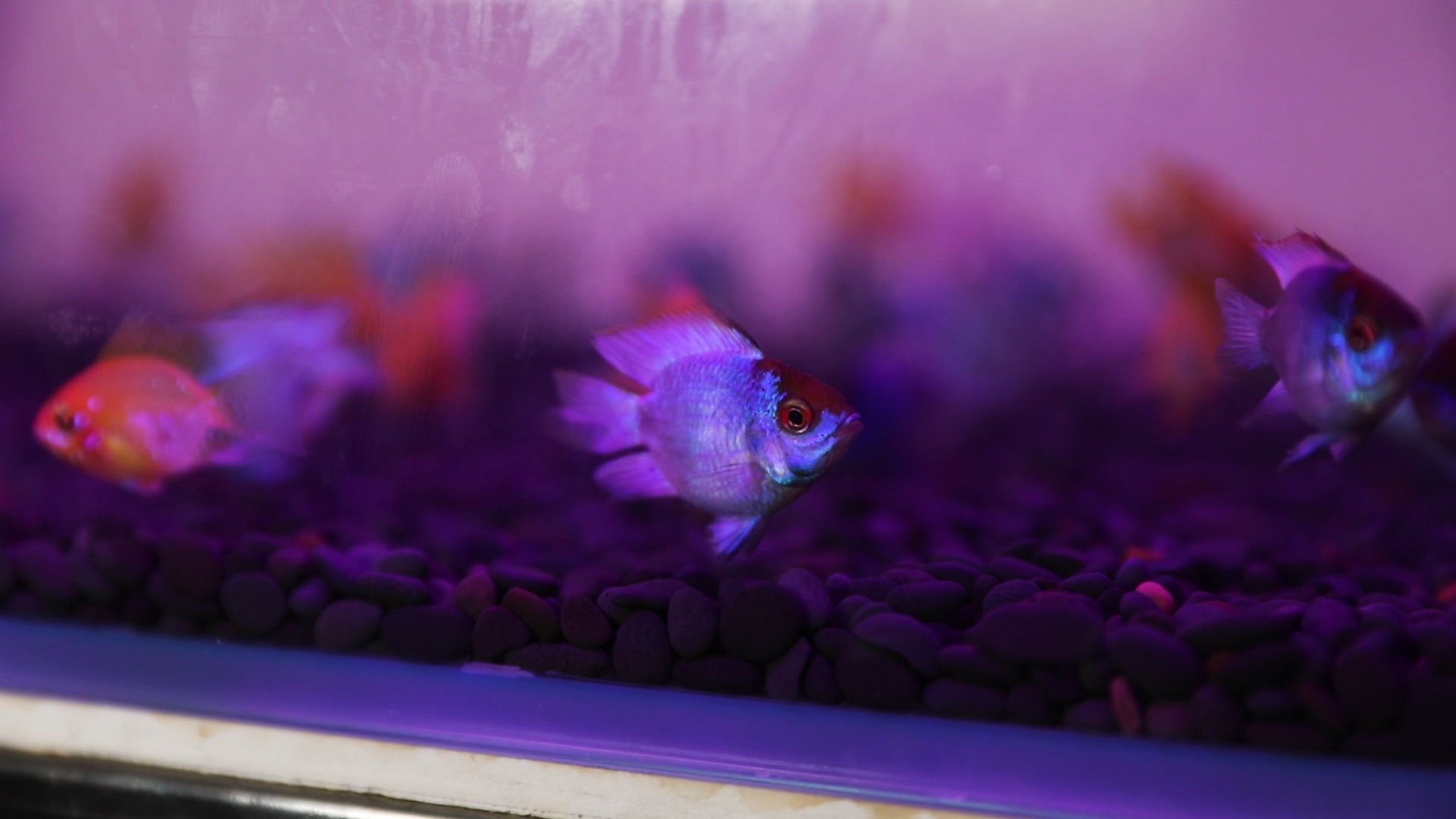 资深观赏鱼玩家为你讲述——宝蓝凤凰阿凡达的饲养与繁殖!