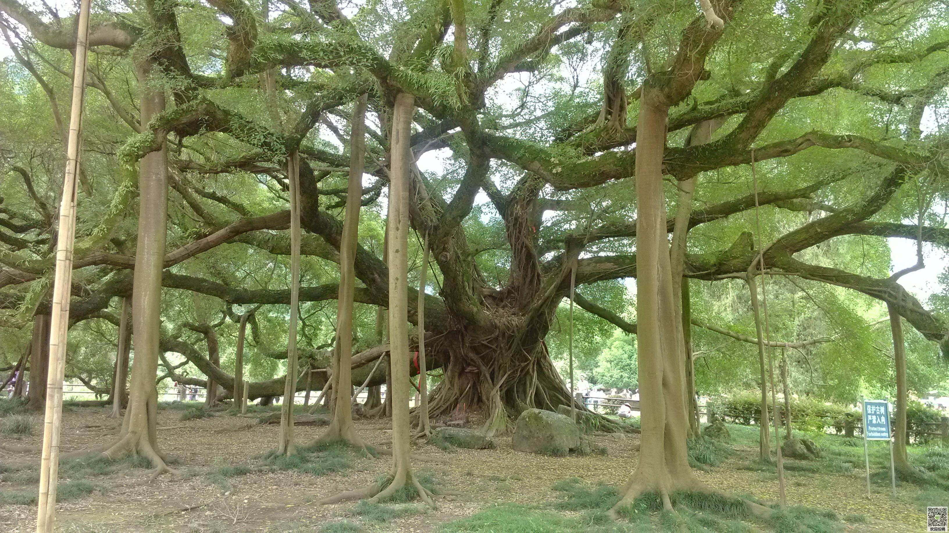 这个岛上只活着一棵380年的大树,其他树都无立身之地,原因是