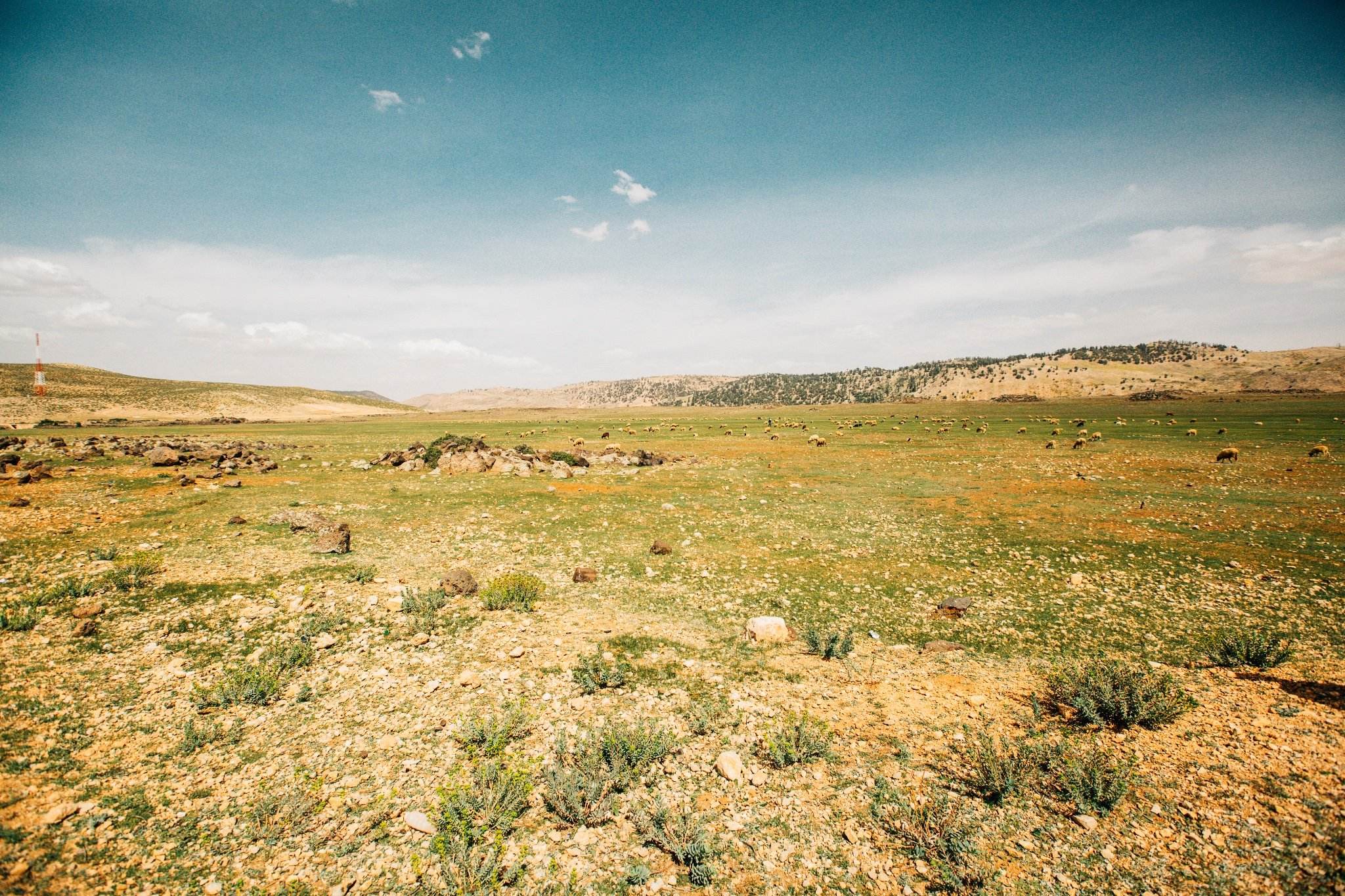 最干旱的草地——荒漠草原