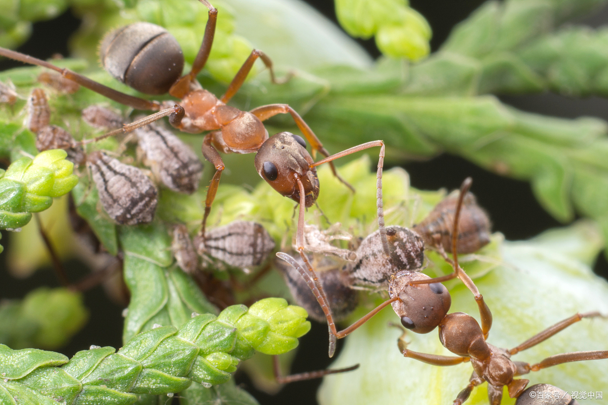小蚁多多寻家记