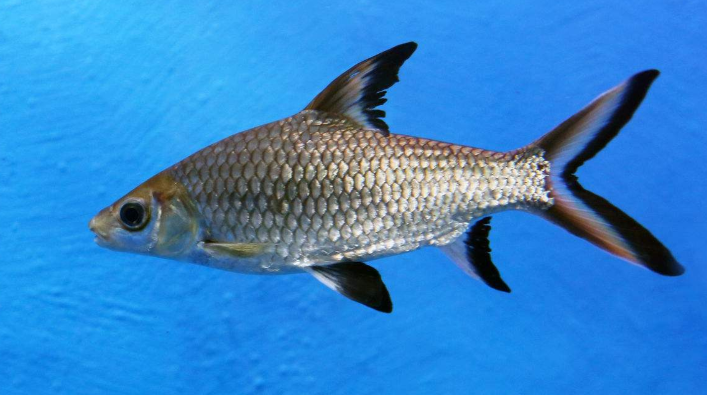 银鲨家庭喂养介绍,选择合适的水箱并保持定期清洁