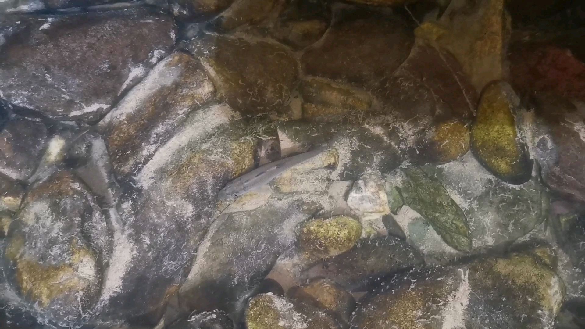 五哥深夜探索小溪,溪里虾米成堆但不知道怎么捕捞,求网友支招