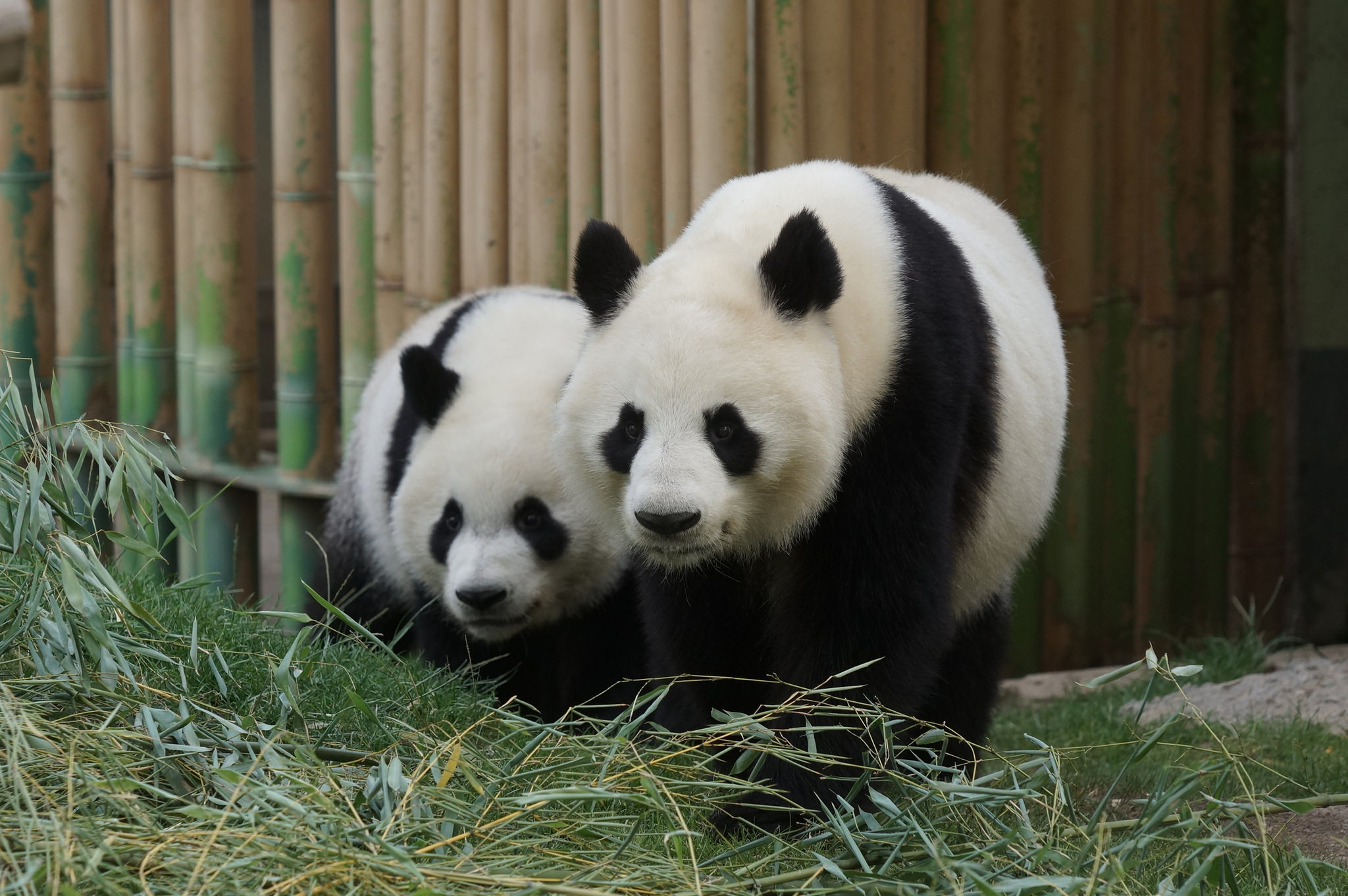 来自西班牙马德里大熊猫宝宝花嘴巴给你问好
