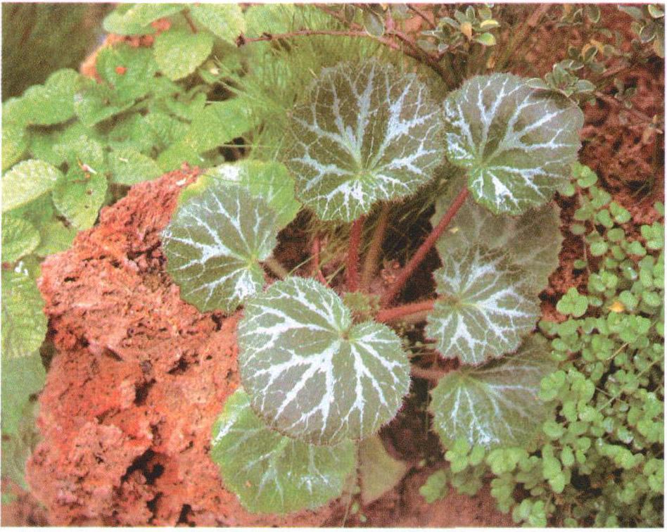 农村这种叫"虎耳草"的植物,药用价值高,请珍惜它