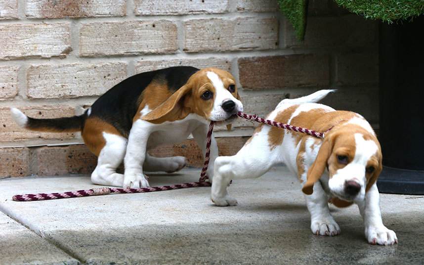 世界名犬之一~比格猎犬