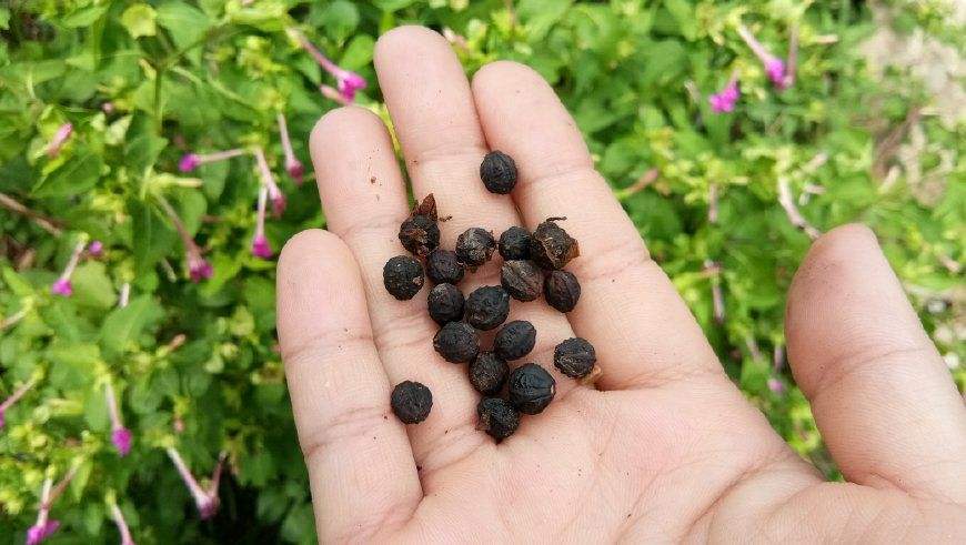 我们小时候,不单喜欢用牛蒡来恶作剧,还喜欢用地雷花的种子来打玩.