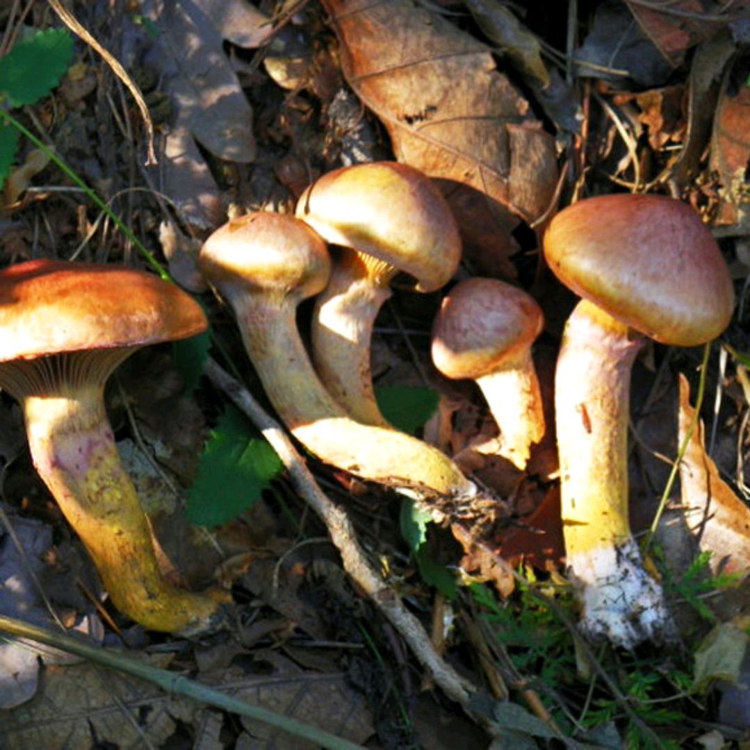 东北极品时令山珍——红松蘑