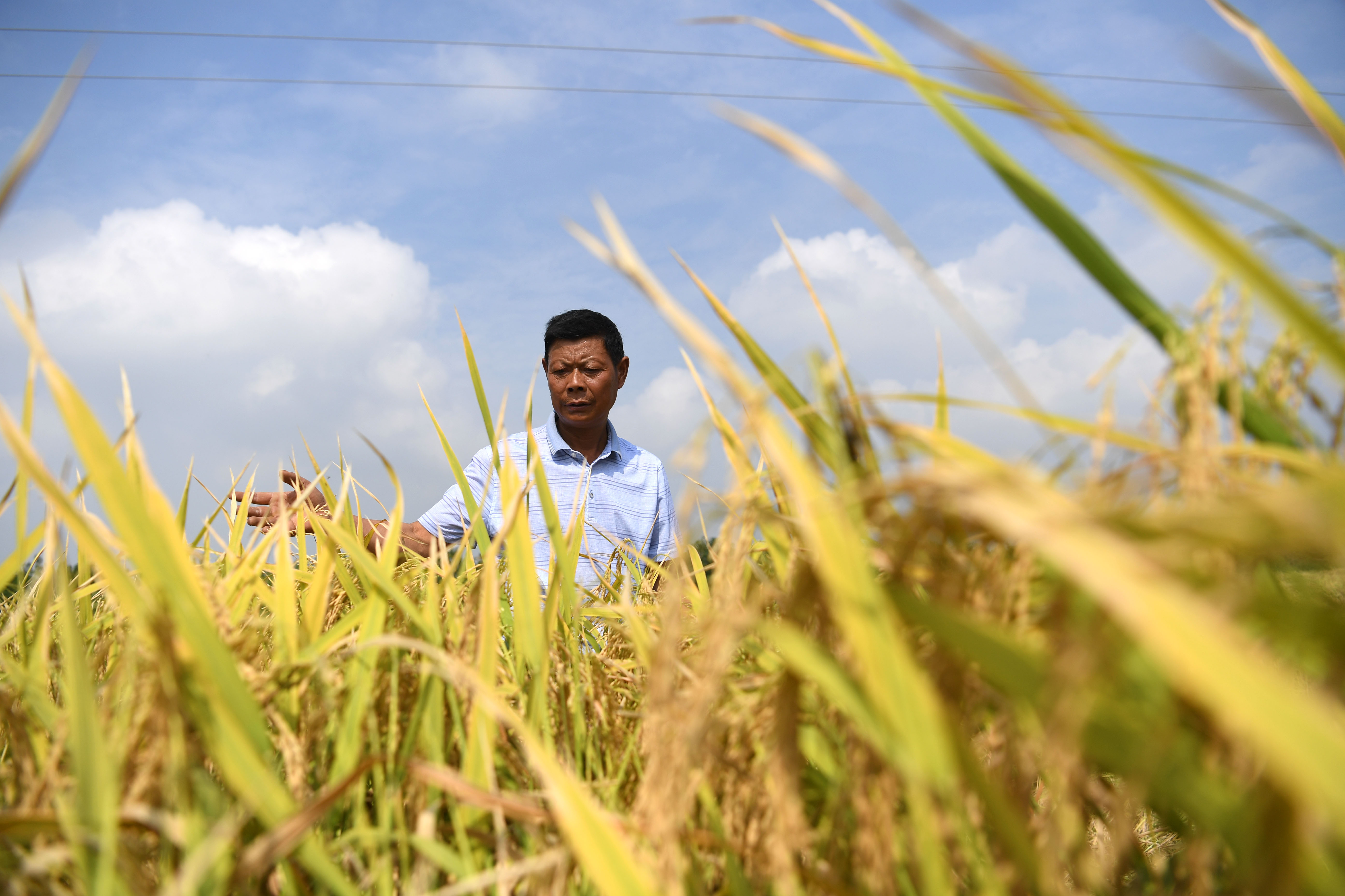 种粮大户陈良玉:"又是一个丰收年"(5)