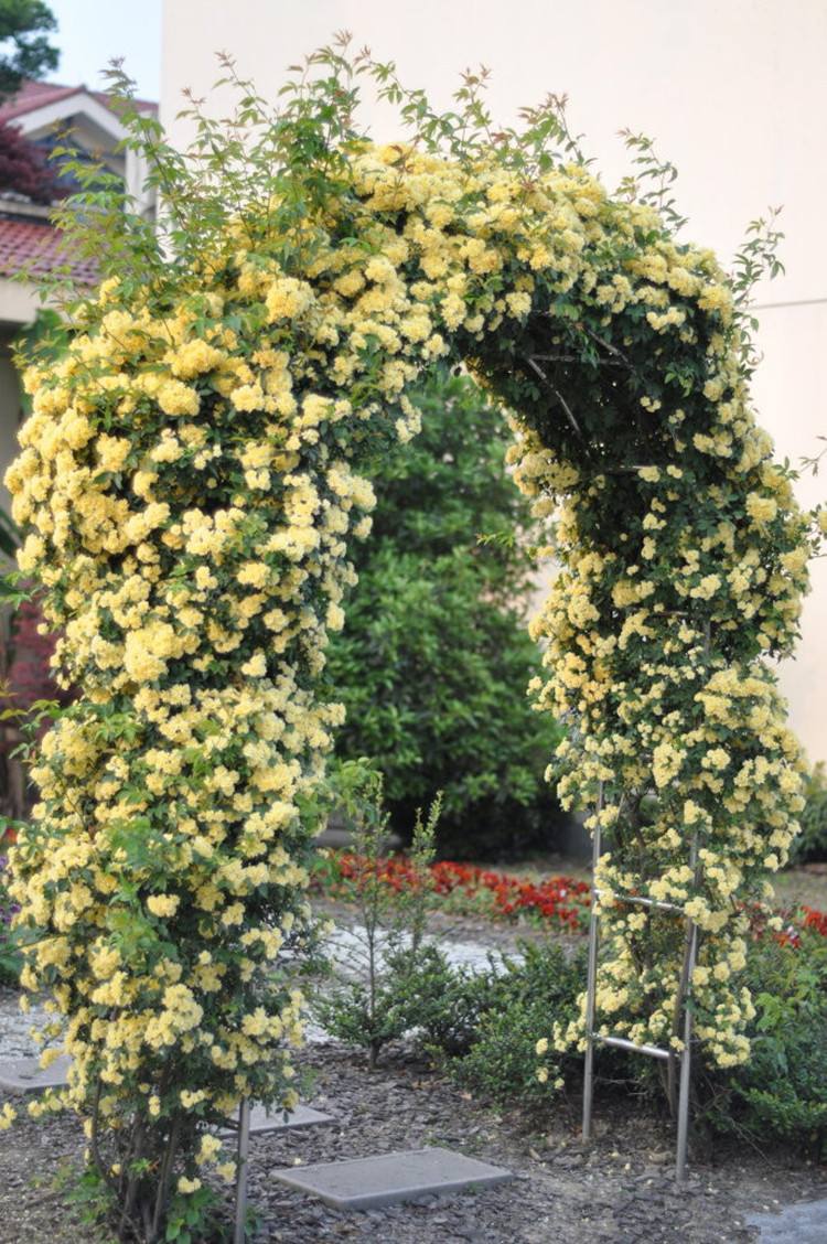 我国最美香花,一年开花200天,爬到哪美到哪,花墙拱门样样行!