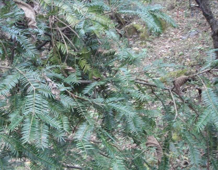 巴山榧树知识科普,教你轻松识别巴山榧树