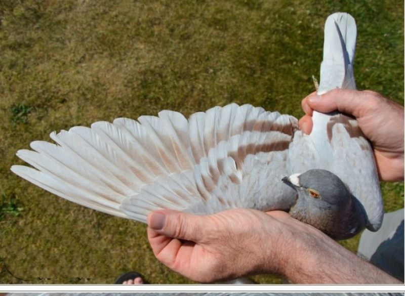 20张2018年冠军鸽翅膀欣赏,高质量赛鸽翅膀都有哪些特征?