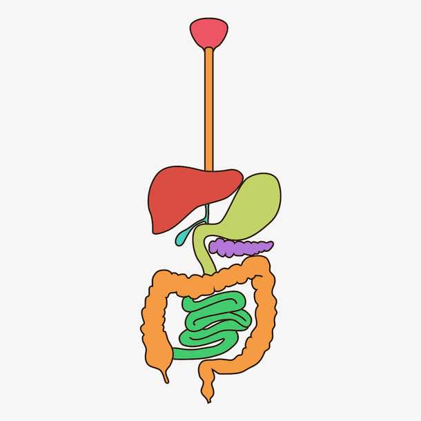 复食食物从流质→半流质→固体这样的顺序渐进恢复 我们知道