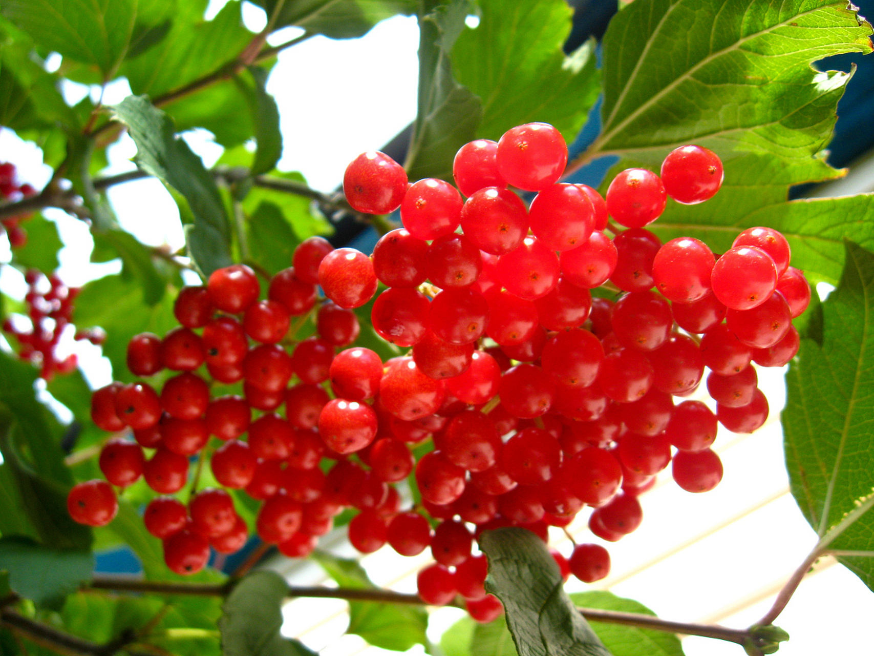 五味子的功效和作用 五味子可以治疗失眠吗  五味子的功效和作用