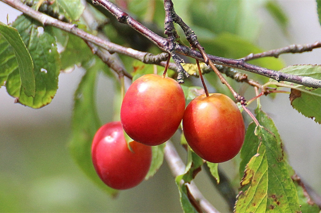 樱桃果子一颗颗. 转载自百家号作者:墨墨文香