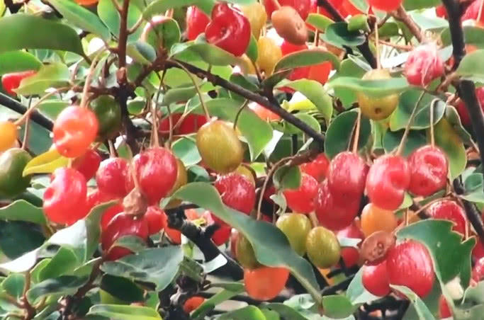 十二月起,山上这野果子就压满枝头,网友:不摘一点烂掉就可惜了