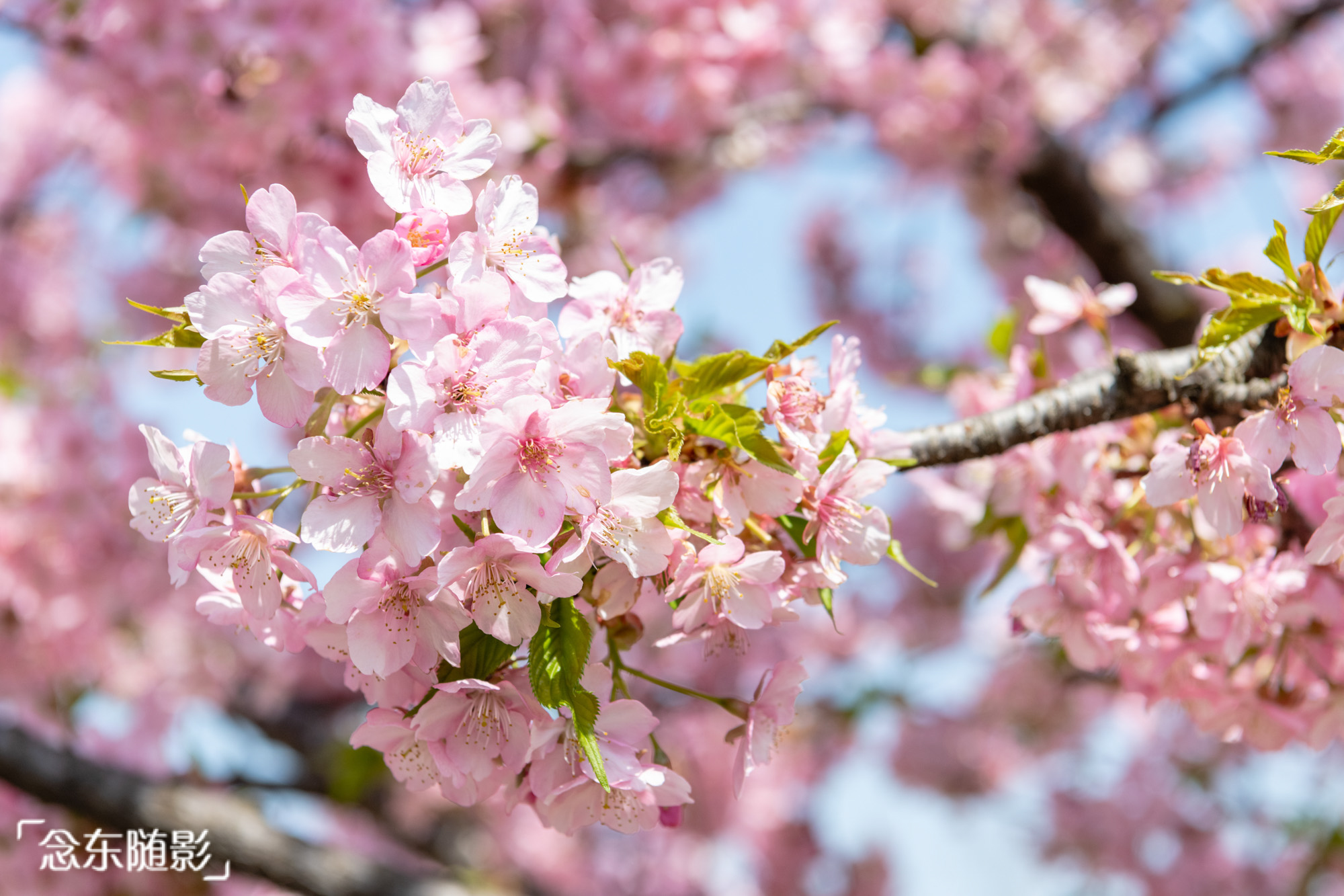 樱花开了!上海顾村公园繁花满枝头,赏樱好去处