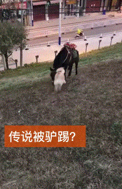 ▼  你知足吧,我已经踢的比较温柔了!你以为我是汽车轱辘呢啊!