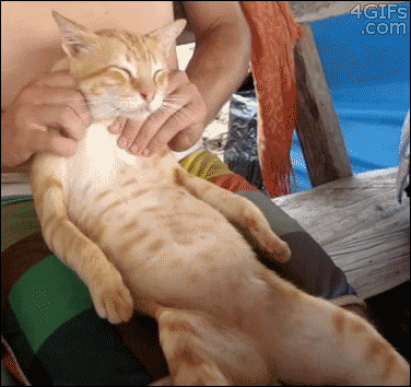 搞笑萌猫表情包,斗图专用