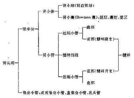 肾的结构思维导图图片