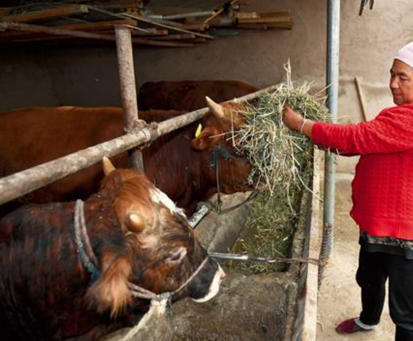 喂牛的青干草饲料是什么,制作青干草要注意哪些问题?