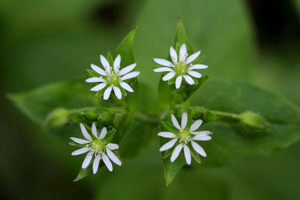农村这种"天鹅草",能治牙痛还能治高血压,见到千万别错过!