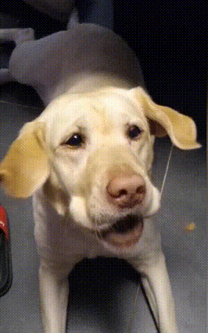 拉布拉多没接住狗粮,神情夸张变身表情包,网友:表演系高材生啊