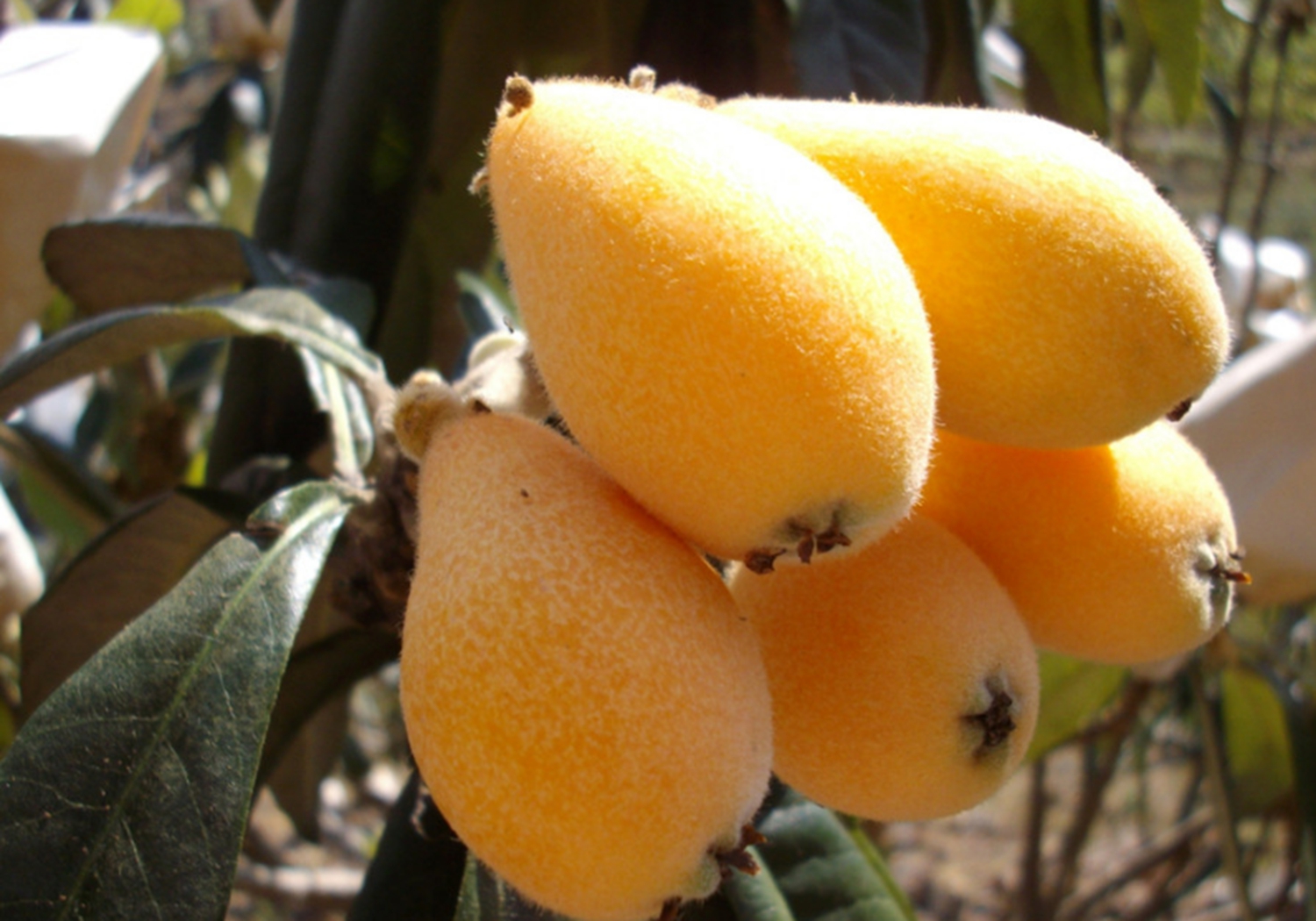 枇杷- 热门商品专区