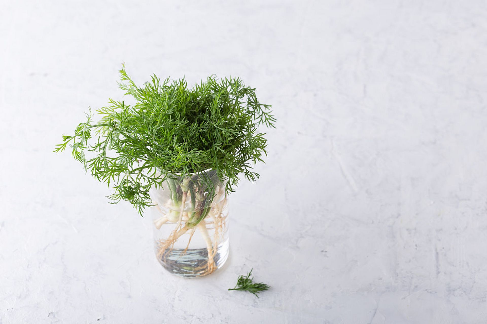 雪柳水培养殖方法解析,包括容器,水质,营养液的准备,根茎处理,光照和