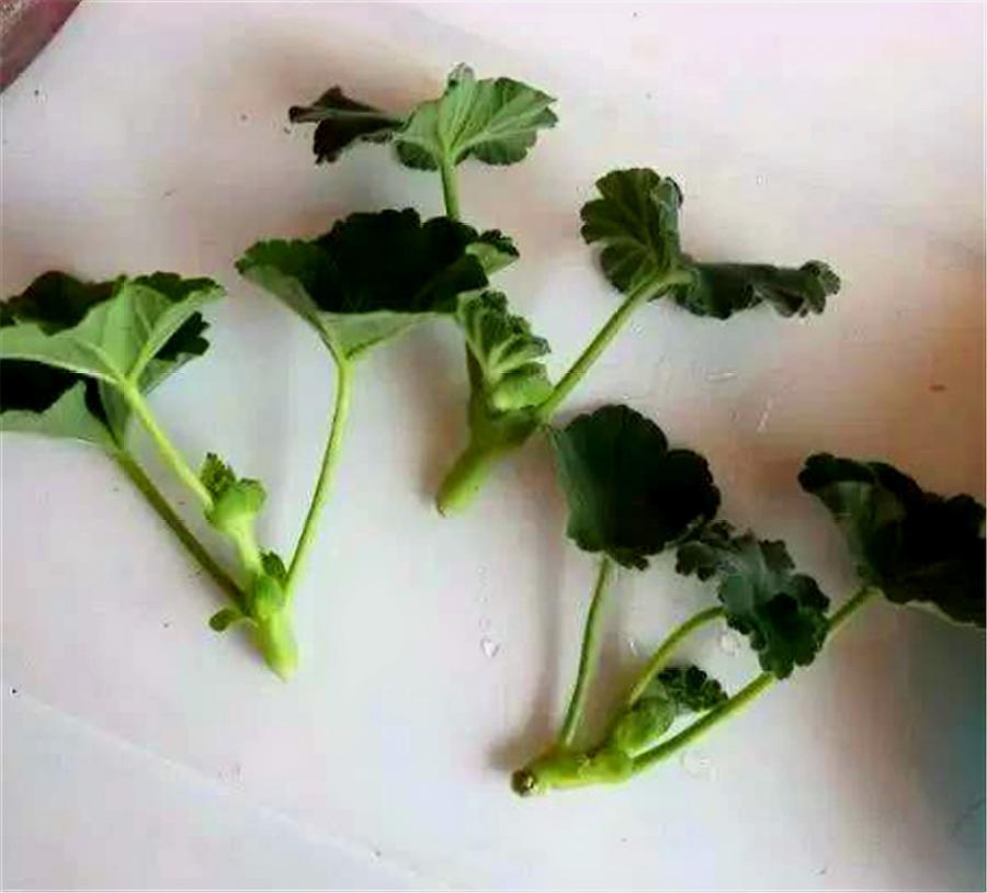 天竺葵扦插详细步骤,从选枝配土开始,做好这6步,生根快易成活