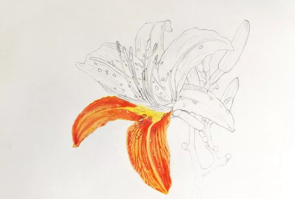 彩铅画《忘忧草》手绘过程分享