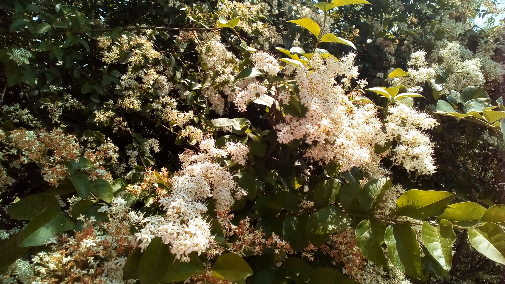 常见的芳香多蜜的小蜡树小蜡花