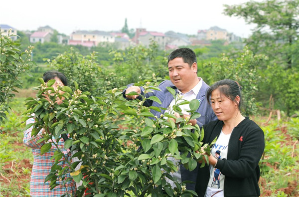 学会这些,玳玳盆栽养护没烦恼,教你快速摆脱新手期