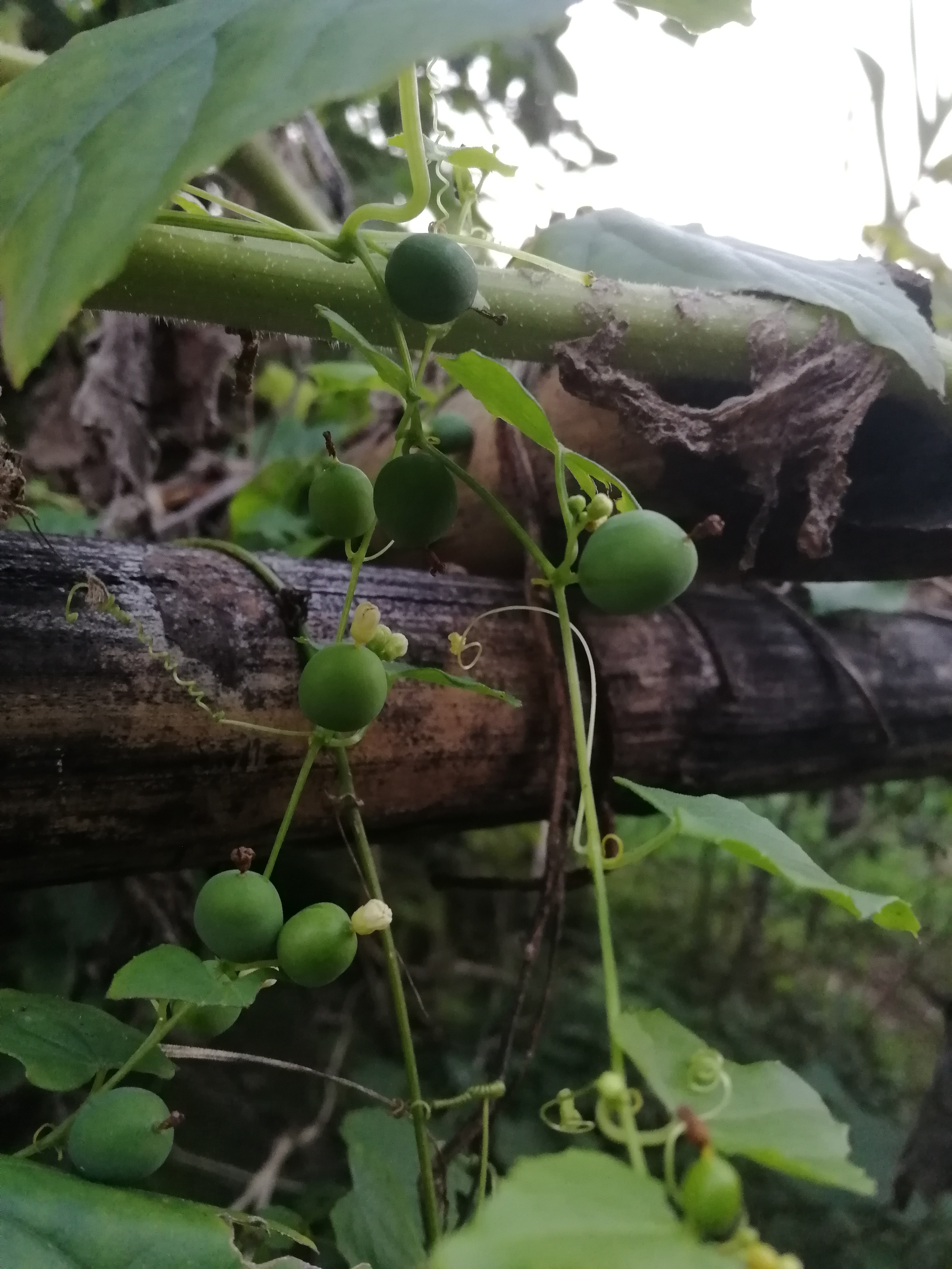 可见钮子瓜对于我们人体是很有益的.如果有需要,大家不妨试一试.