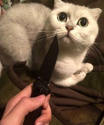 猫拿着刀的表情包图片