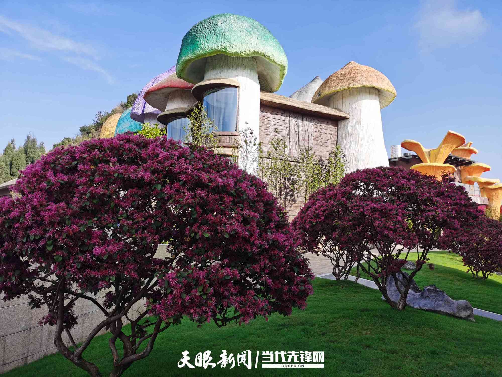 「魅·游金州」疫情防控和复工复产两手抓 兴义贵州醇景区稳步推进有