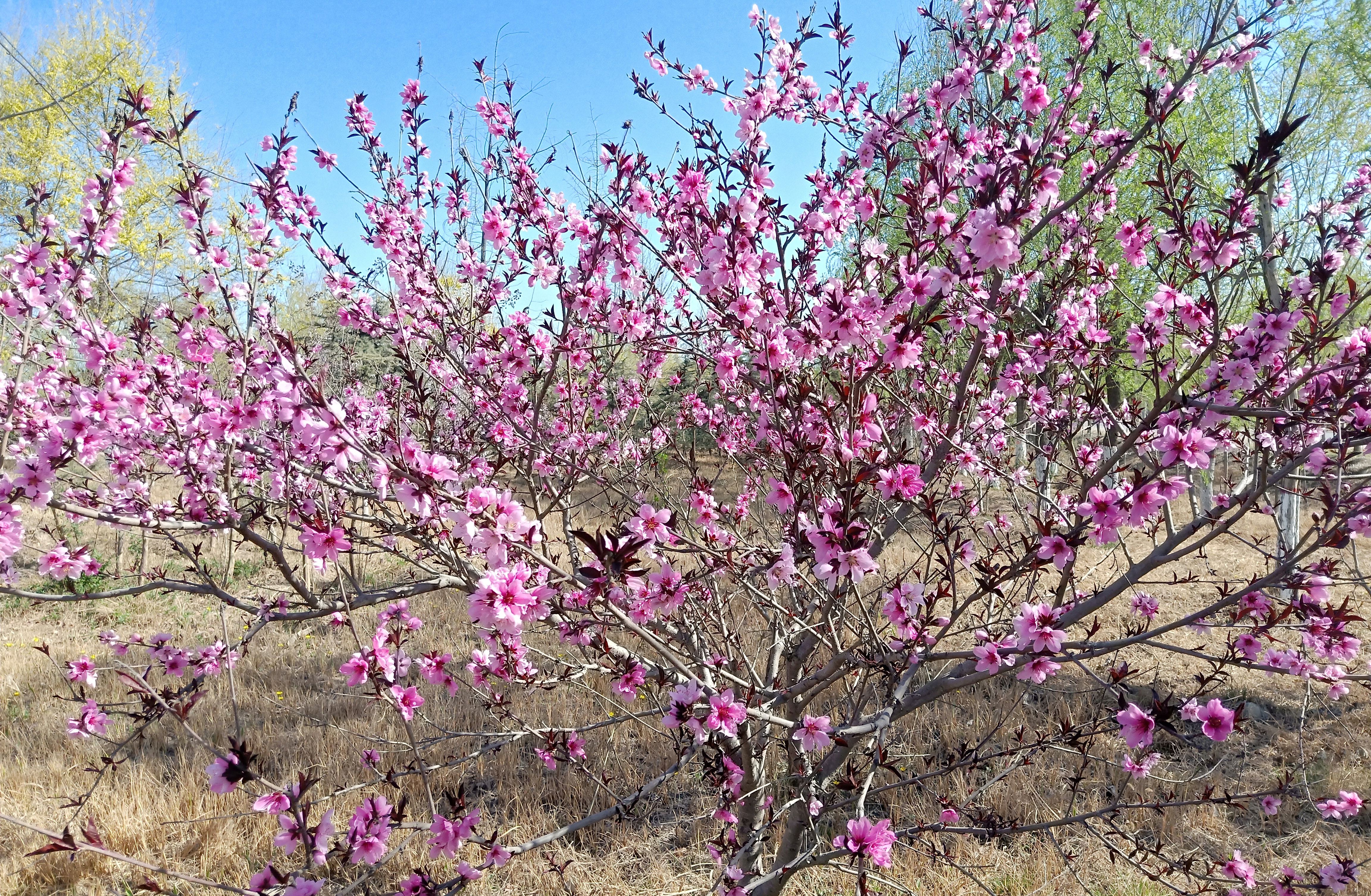偶遇一片桃花园,就像进入了陶渊明描写的《桃花源记》场景!