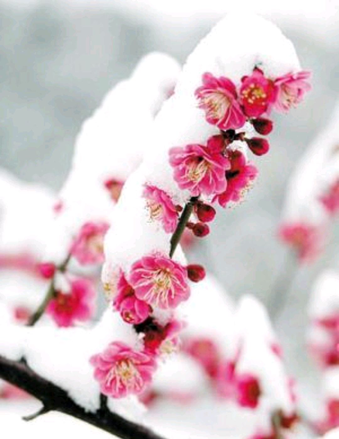 雪花漫舞玉屑铺,梅花报春幽香出