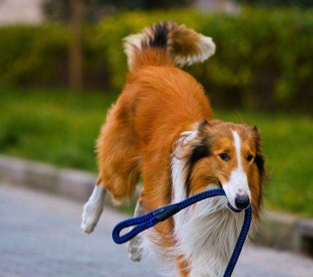 遛狗神操作:狗狗自己遛自己也太秀了,给捡屎官省了不少心啊!