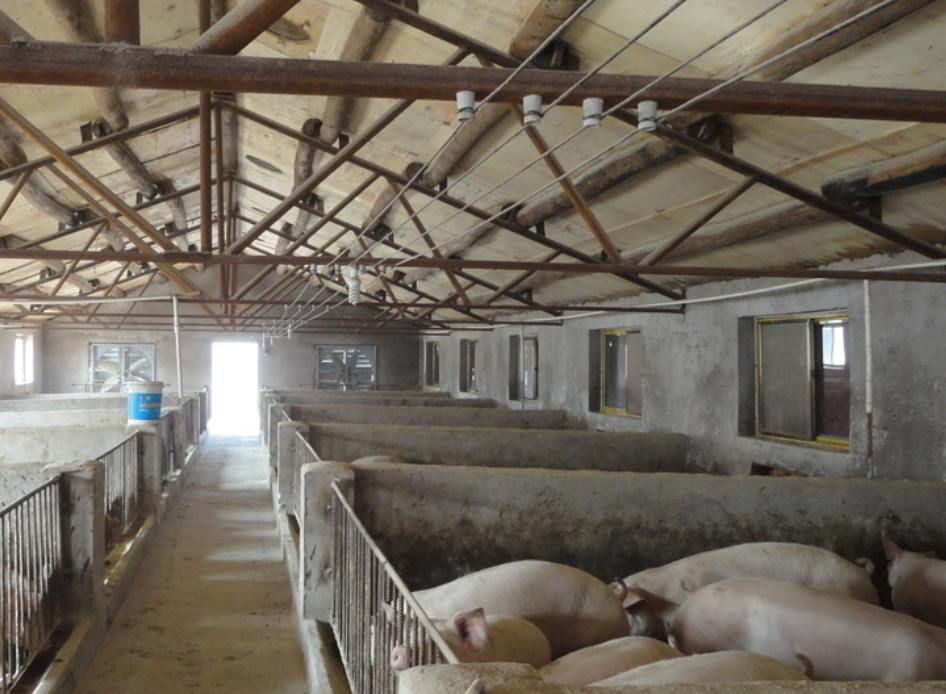 设计和修建一个合理的猪舍,对猪的成长很有利,怎样修建猪舍?