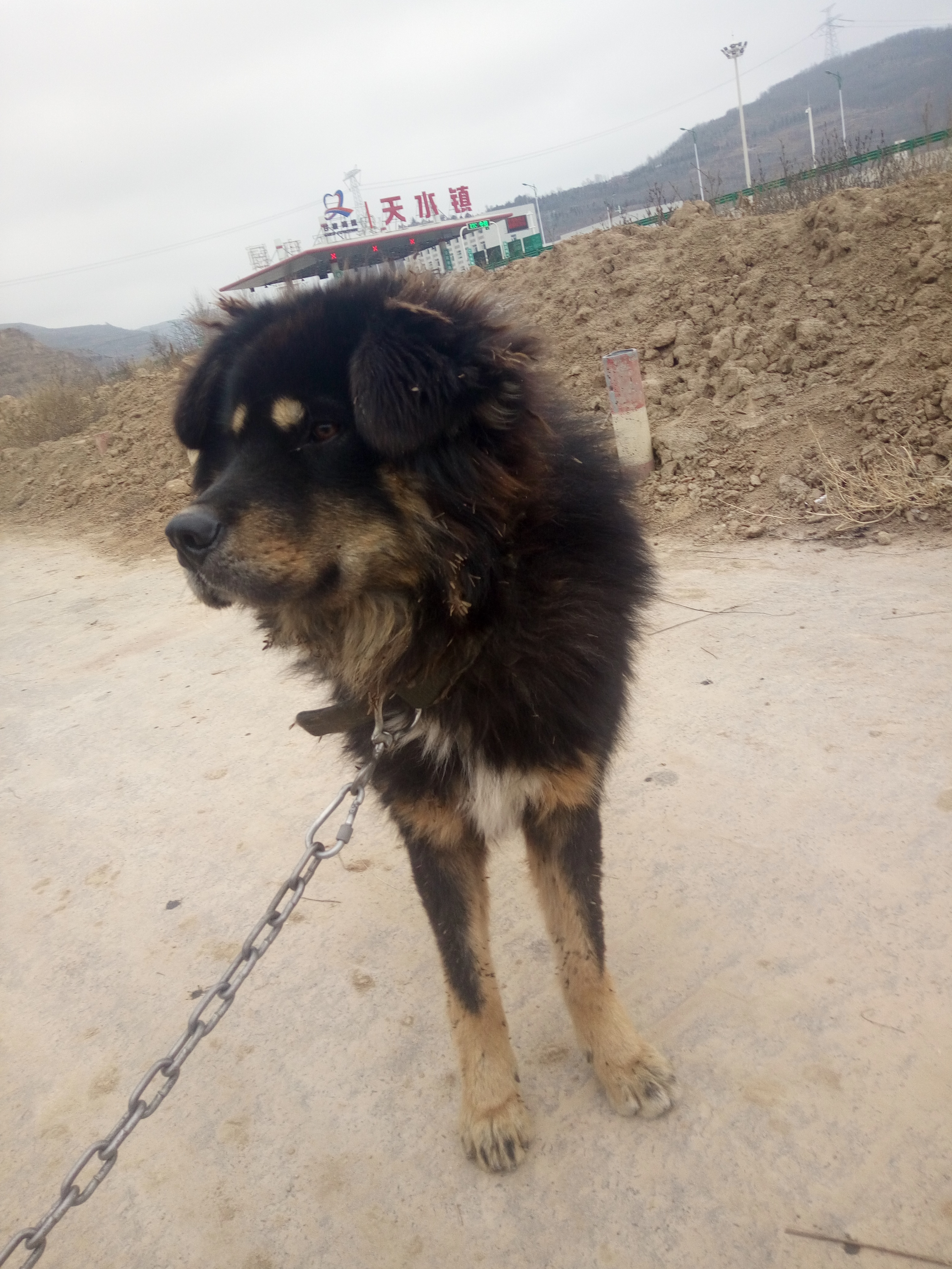 蒙古牧羊犬和蒙古獒图片
