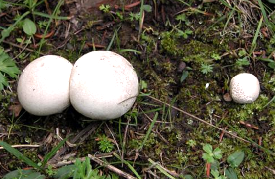 马勃,也叫灰包,灰马包,马粪包,是一种常用的中草药,在农村特别是山区