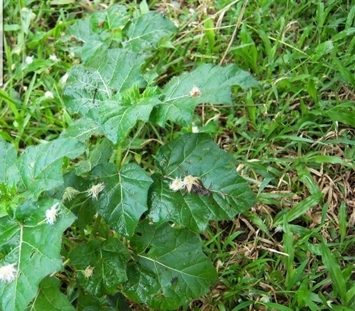 植物小百科:關於牛茄子你不得不知道的知識!