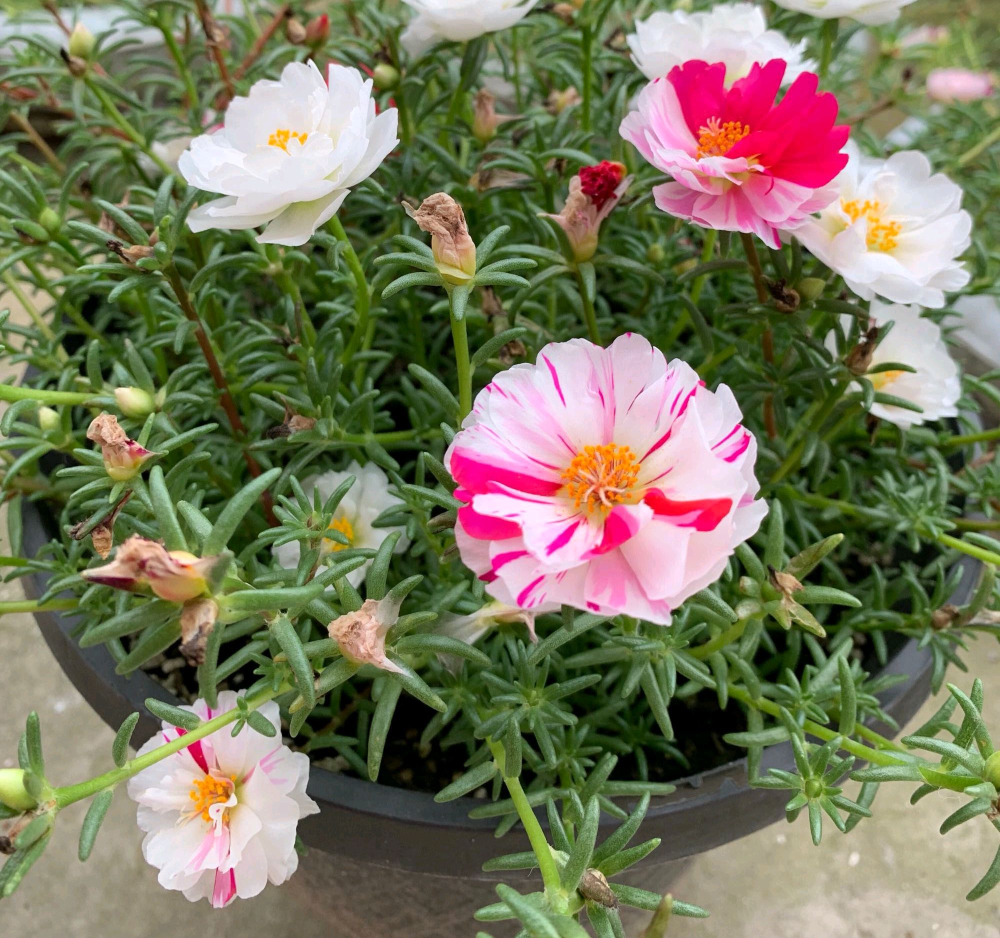 过冬的宿根太阳花芽少枝条弱?只需3招,开花连续不断爆盆成花树