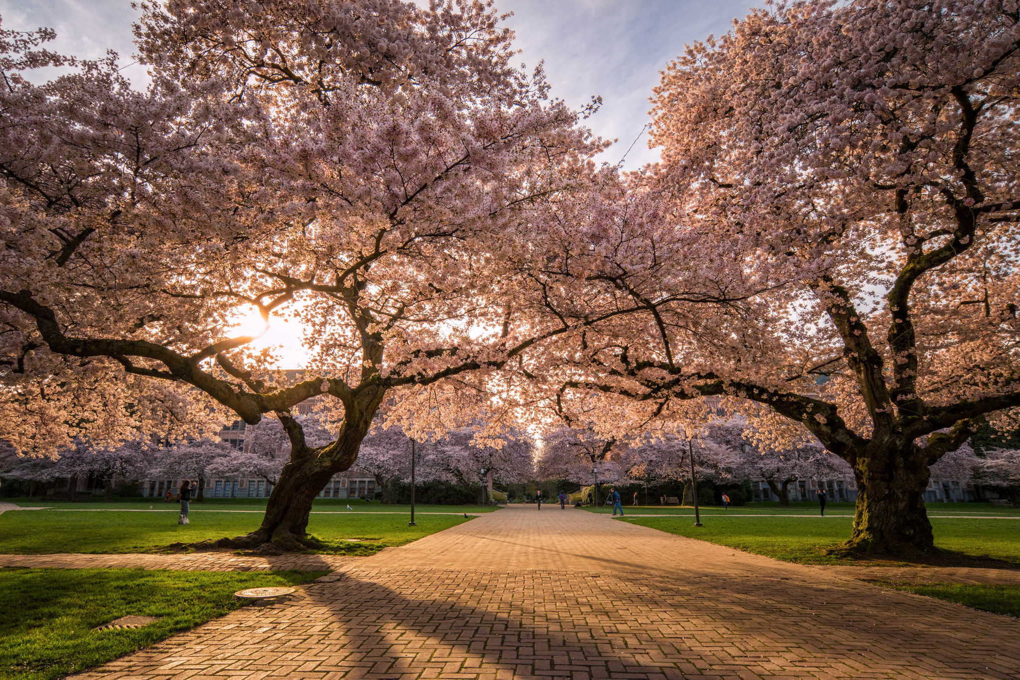 春天在这里! 航拍华盛顿大学樱花胜景