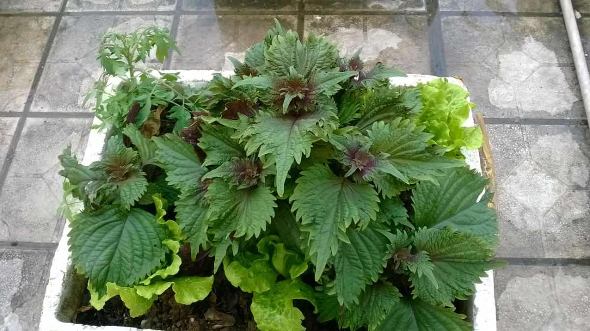 农村厕所旁边的一种野草,人称"圣草",如今30元一斤成稀罕物