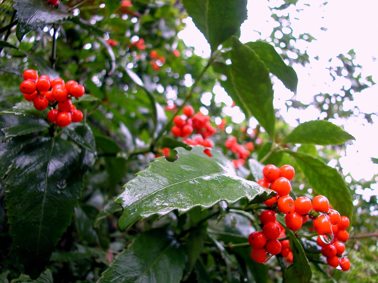 一,草珊瑚自然生态环境.