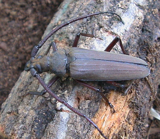 科普一下,了解薄翅天牛的请举手