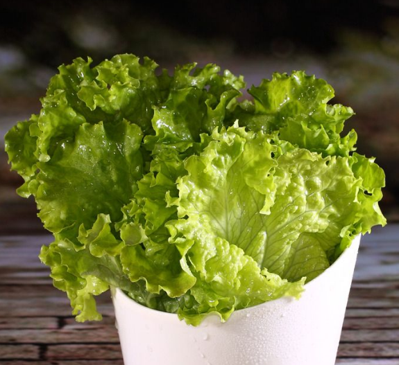 生菜是我们平时生活中非常常见的一种蔬菜,价格可以说是平民价,白菜价