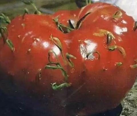 大腿内侧红色鸡皮疙瘩很痒(大腿内侧起鸡皮大的疙瘩很痒)