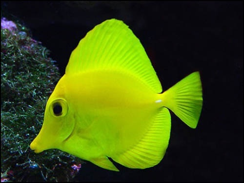 对黄三角倒吊鱼你了解多少?黄三角倒吊鱼知识大全